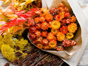 droogbloemen herfst helichrysum
